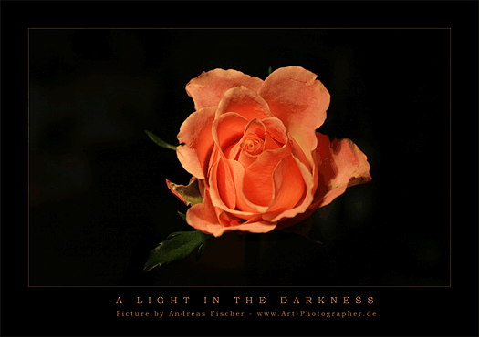 Art Photographer / Gruss ecard 7 - Rose Blume Natur - digitale Postkarte, Grusskarte, kostenlos versenden