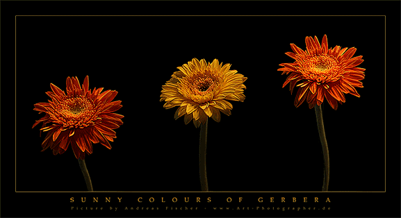Art Photographer / ecard 8 - Gerbera Blüten - digitale Postkarte, Grusskarte, kostenlos